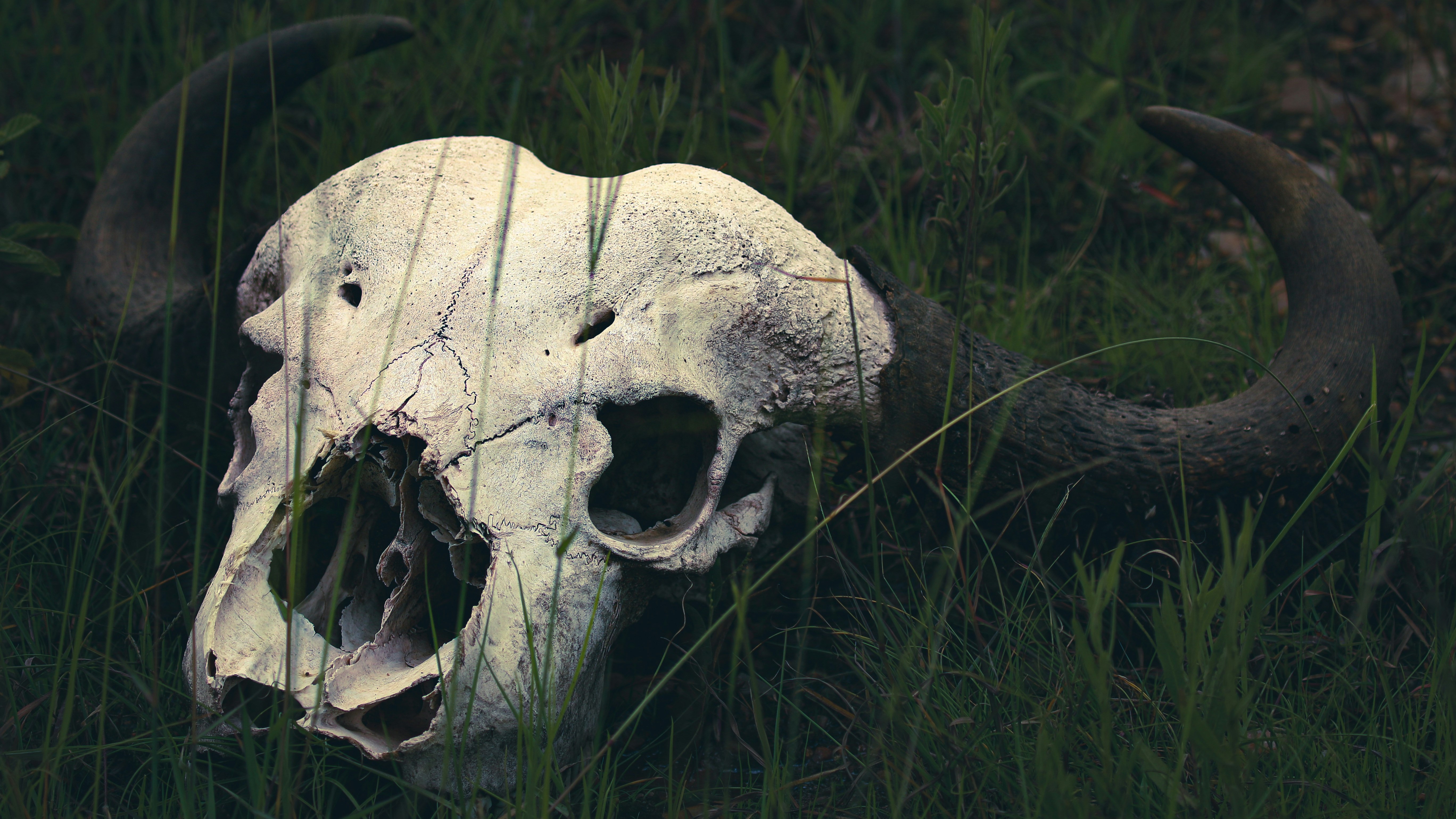 On Contemplating Decay